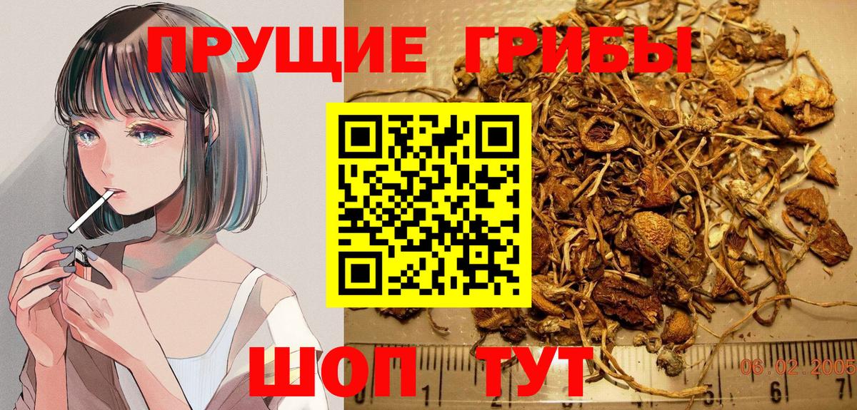 Псилоцибиновые грибы Cubensis Аксай